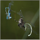araignée épeire (90)